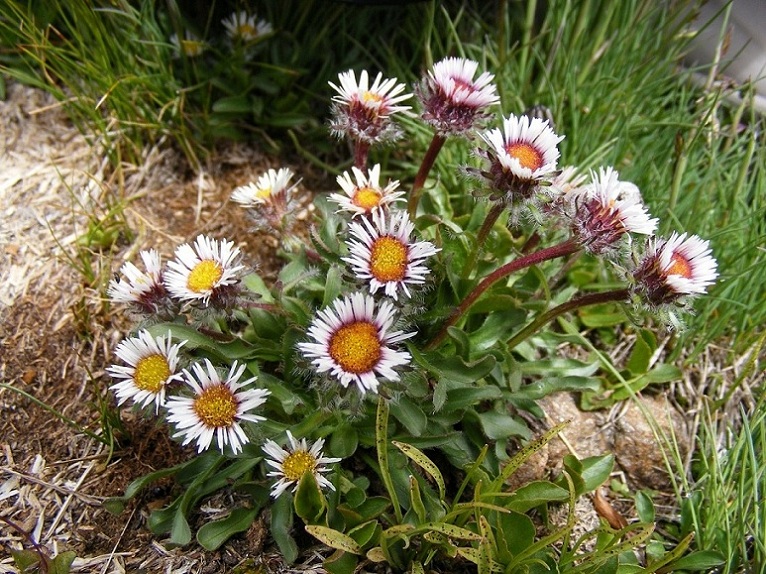 Erigeron uniflorus / Cespica uniflora